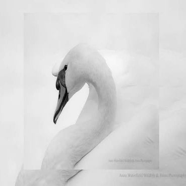 Whiter shade of pale 