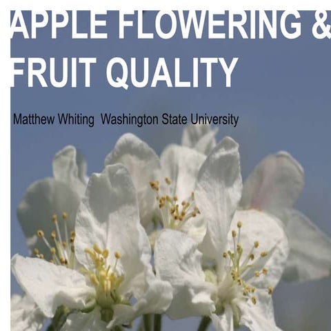 Apple Flowering and Fruit Quality | PPTX