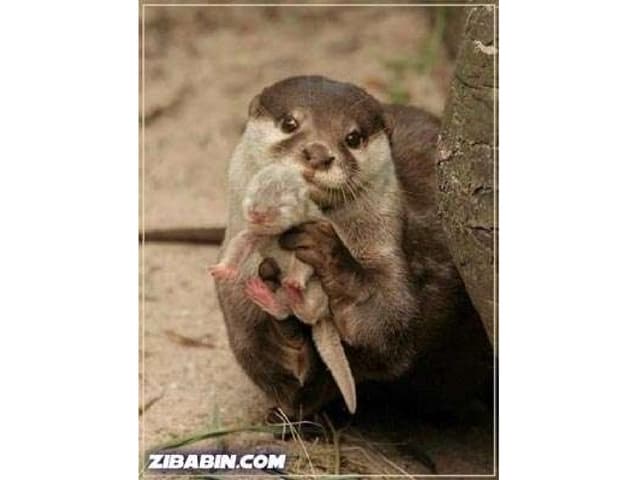 Who Is The Best Mother