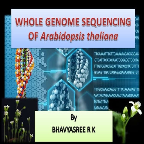 Whole genome sequencing of arabidopsis thaliana