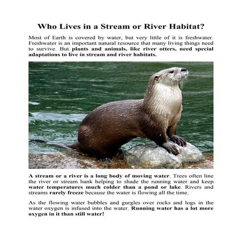 Rivers and wetlands | PPTX