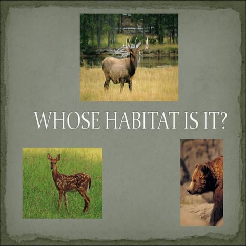 Whose Habitat Is It For Whole Group Power Point
