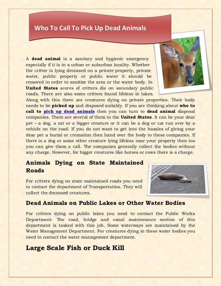 who-to-call-to-pick-up-dead-animals