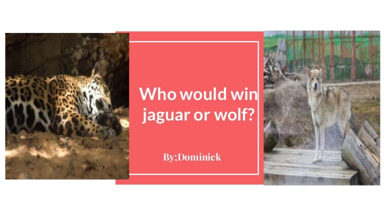 Who would win jaguar or wolf