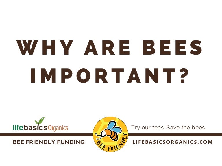 Why Are Bees Important? Here are 20+ Reasons to Care About Saving the…