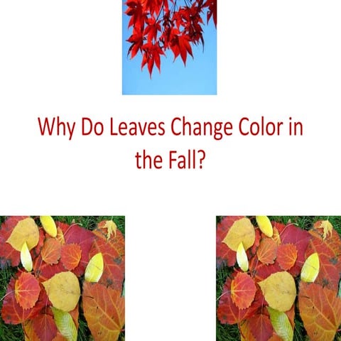Why do-leaves-change-color-in-the-fall