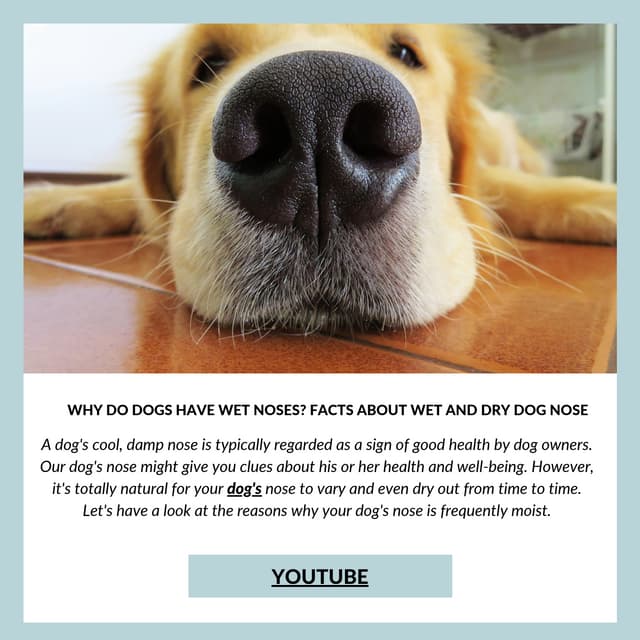 Dog's Nose Unusual Facts About Dogs Health Dog's Nose Is