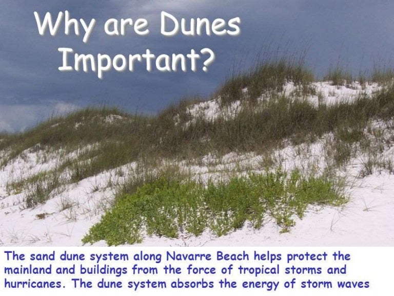 Why are Sand Dunes Important Sand Dune Stabilization