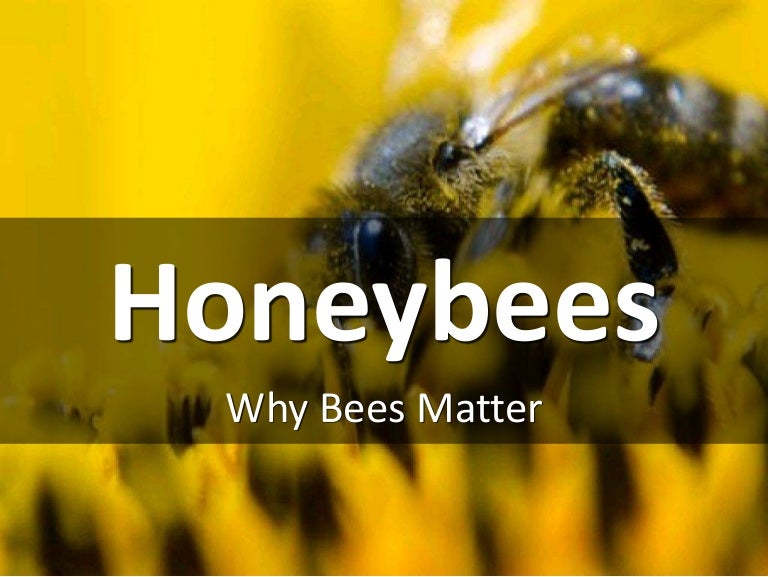 Why Bees Matter