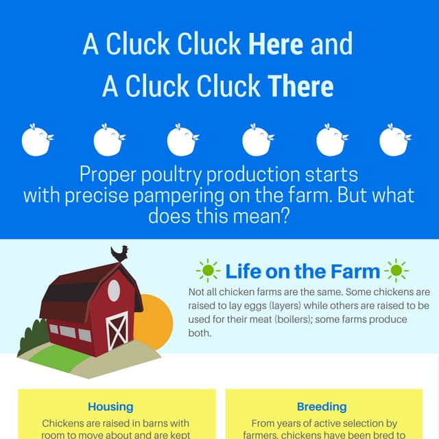 A Cluck Cluck Here and A Cluck Cluck There