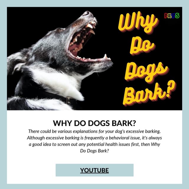 Visual Reference: Why Do Dogs Whine Pdf
