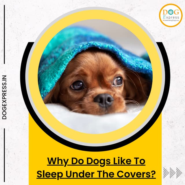 Why do dogs like to sleep under the covers.pdf