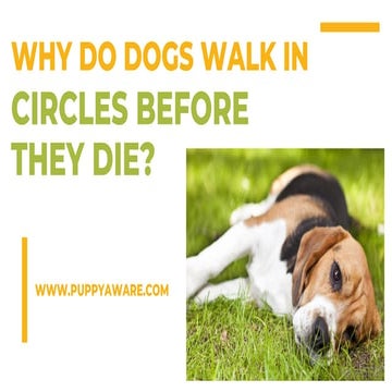 Why Do Dogs Walk In Circles Before They Die.pdf