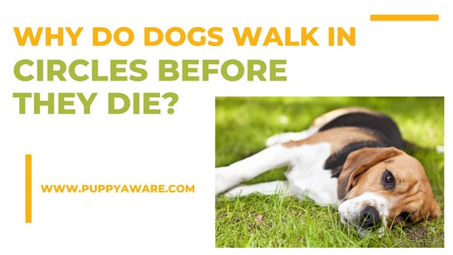 Why Do Dogs Walk In Circles Before They Die.pdf