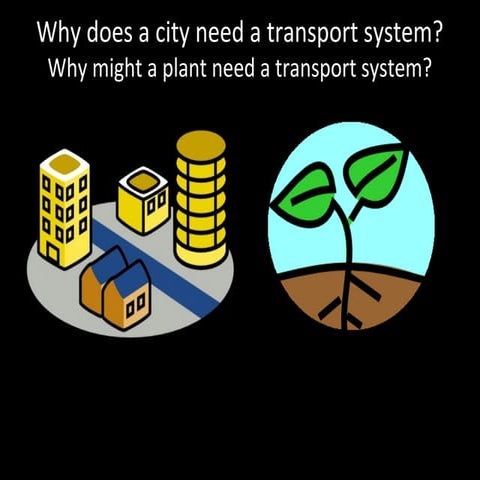 Introducing Vascular Tissue