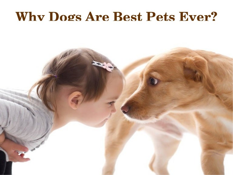 Why Dogs Are Best Pets Ever?