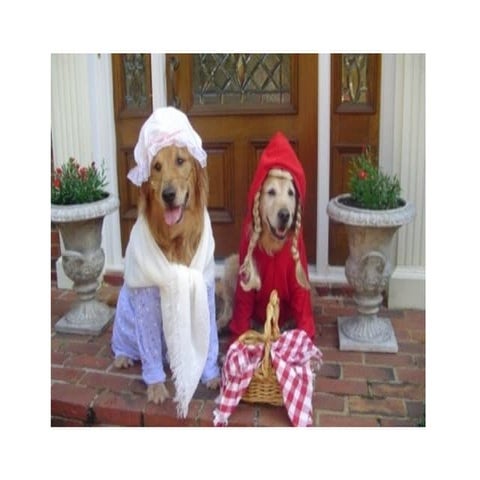 Why dogs bite their owners