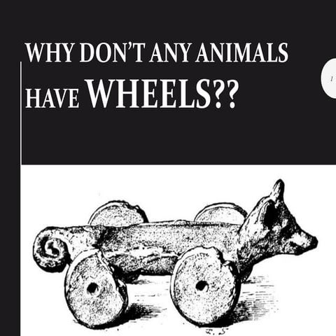 Why dont animals have wheels