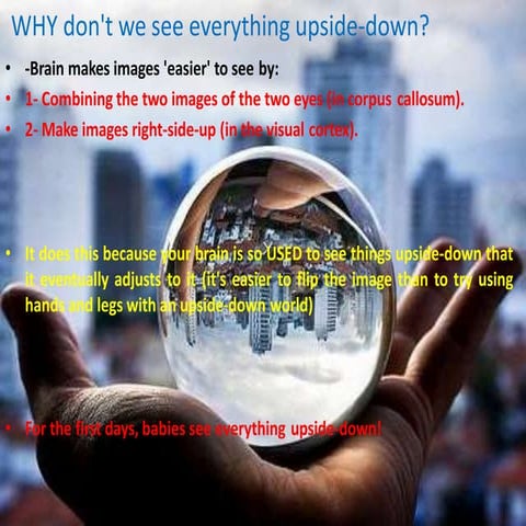 WHY don't we see everything upside-down.