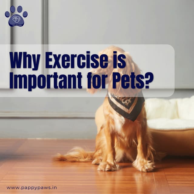 Why Exercise is Important for Petscare.pdf