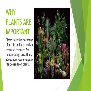Why plants are important