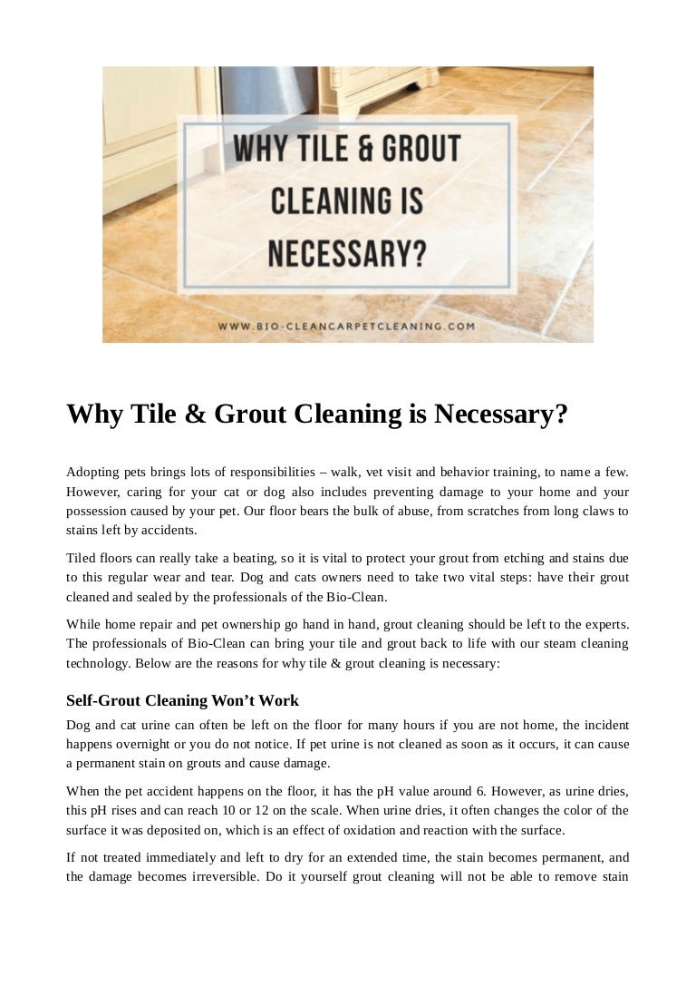 How To Get Cat Urine Out Of Tile Grout Cat Lovster