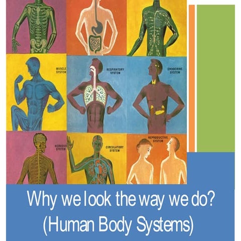 Why we look the way we do (Human Body Systems)