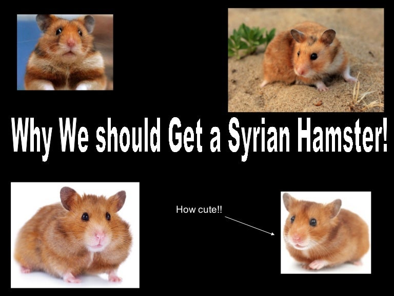 Why we should get a syrian hamster!