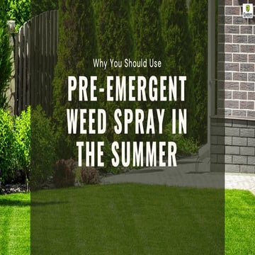 Why You Should Use Pre-Emergent Weed Spray in the Summer