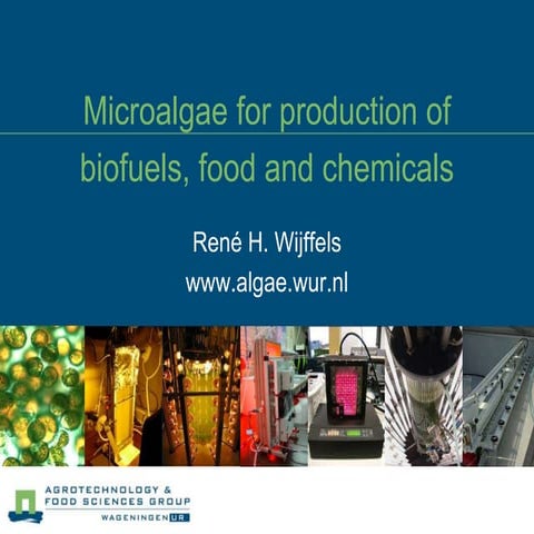 Microalgas para la producción de biocombustibles, alimentos y productos químicos