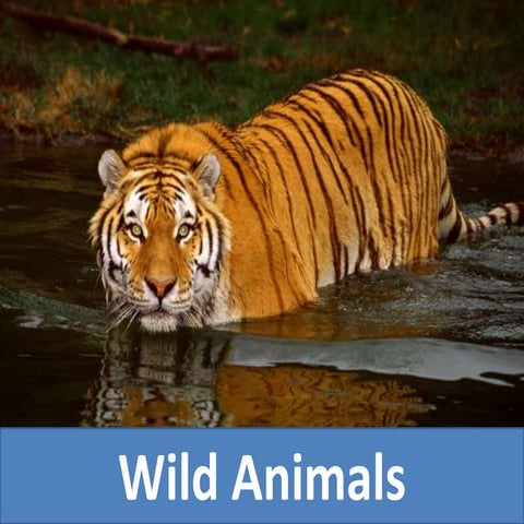 Wild Animals