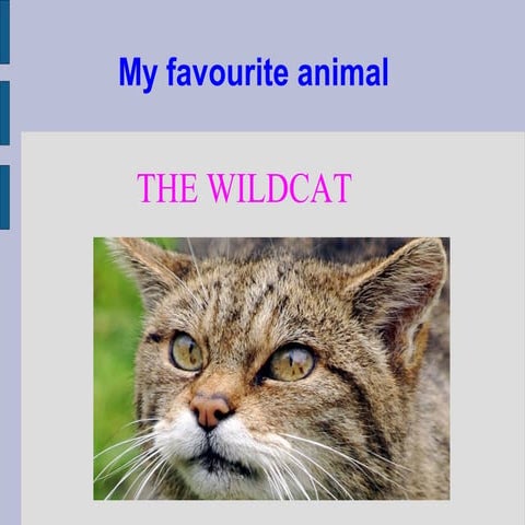 Wildcat | PPT