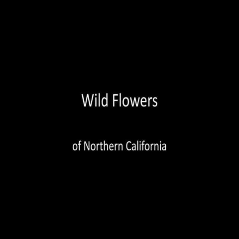 Wildflowers