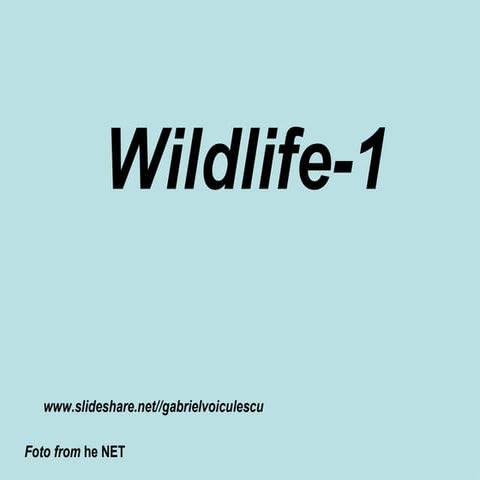Wildlife 1 Gaby