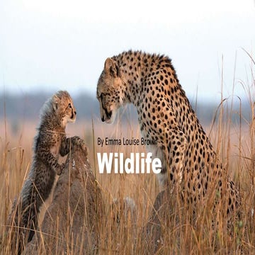 Wildlife 