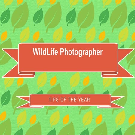 Wildlife Photographer: Tips of the Year
