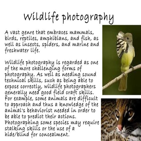 Wildlife photography ppt