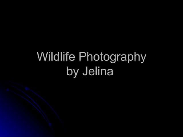 Wildlife Photography by Jelina 