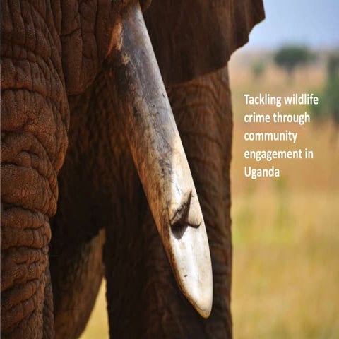 Wildlife crime update