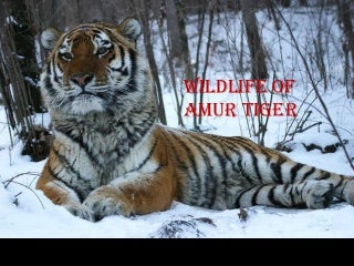 Wildlife of amur tiger