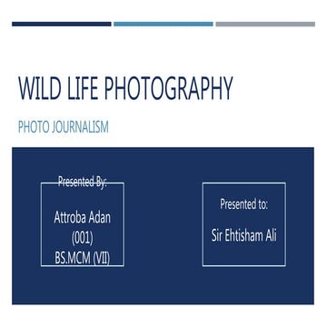 Wild life photography