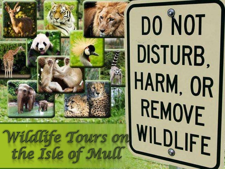 Wildlife tours on the isle of mull