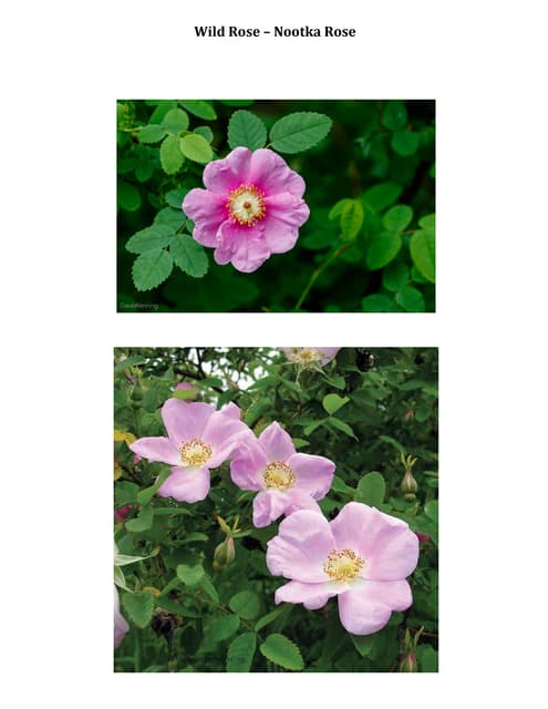 Herb Layer Plants.pdf | Gardening | Home & Garden