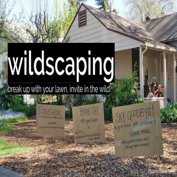 Wildscaping: break up with your lawn, invite in the wild 