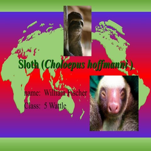 Sloths powerpoint | PPTX