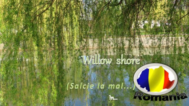  Willow shore (Salcie la mal...) in Timisoara