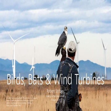 Birds, Bats & Wind Turbines 