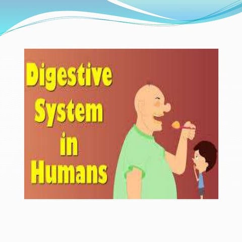 digestive system