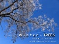 WINTER-TREES