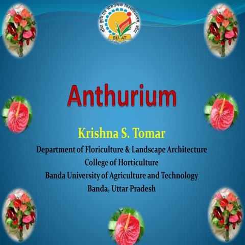 Anthurium Cultivation